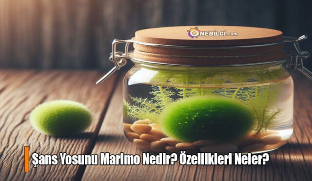 Şans Yosunu Marimo nedir? Marimo nerede bulunur? Marimo nasıl büyür? Marimo ne kadar yaşar? Marimo bakımı nasıl yapılır?